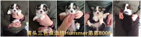 hummer.jpg