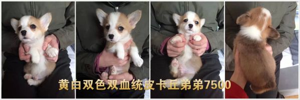 pikaqiu.jpg