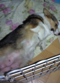 狗妈妈