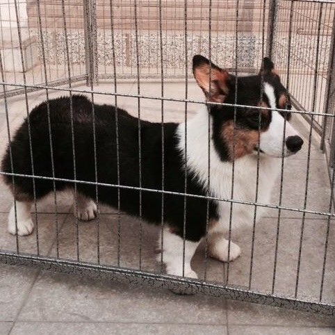 狗爸爸