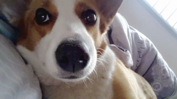 刚刚睡醒，萌萌哒