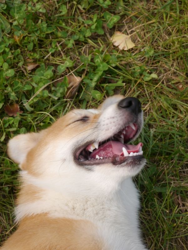 P1030404 (601x800) (2).jpg