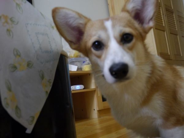 P1030492 (800x601) (2).jpg