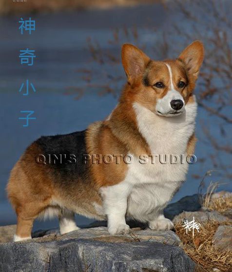 爷爷