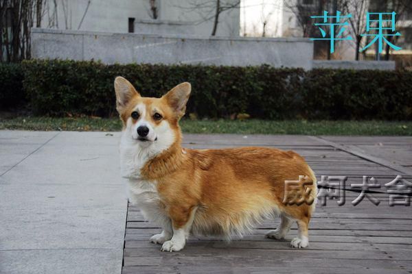 苹果.jpg