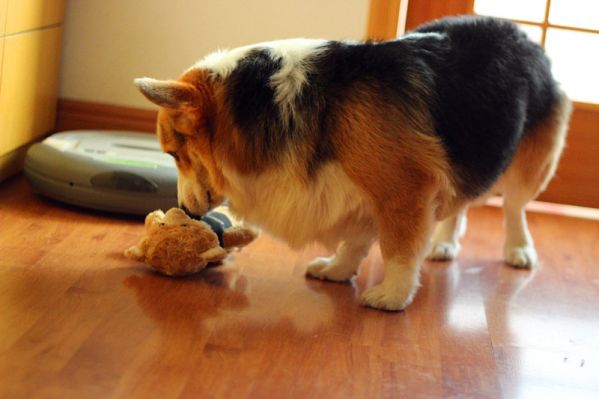 小家伙们の粑粑——傲一 (1).JPG