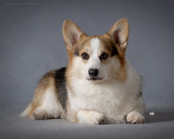 傲一の粑粑——蓝道 世界登陆冠军！ (2).jpg