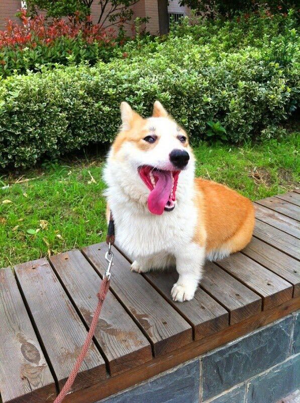 狗妈妈，漂亮双色母