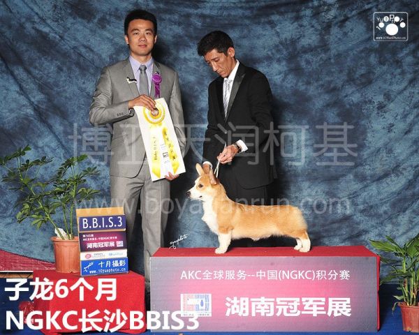 狗爸爸子龙小时候赛场照