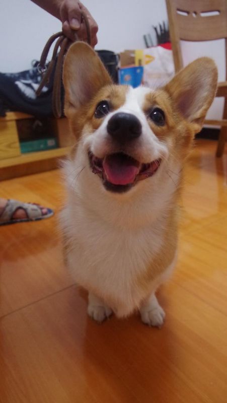虎妞