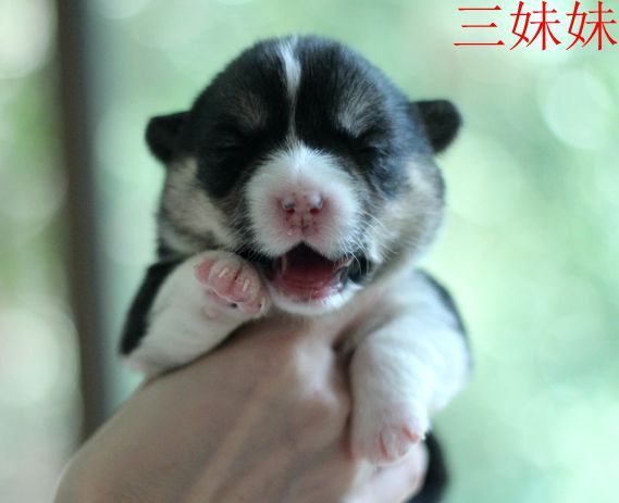三妹妹