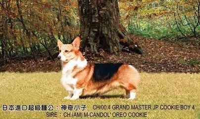 爷爷