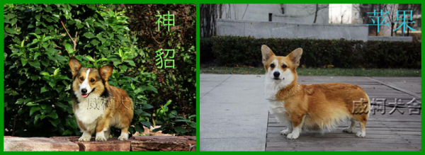 爸爸妈妈