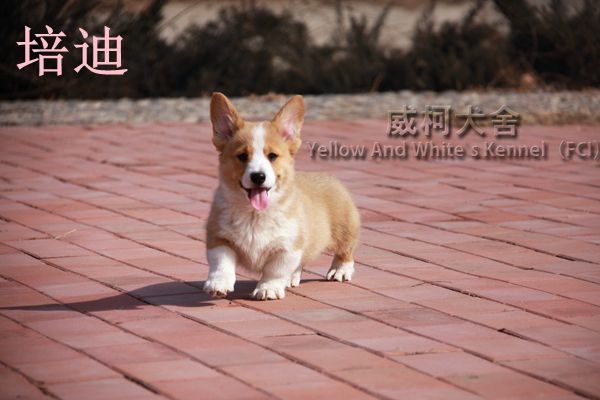 培迪