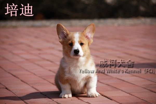 培迪