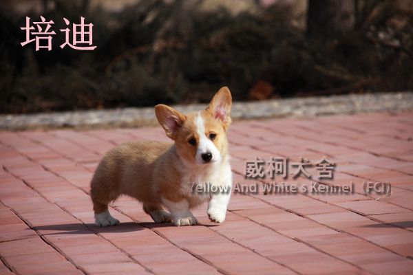 培迪