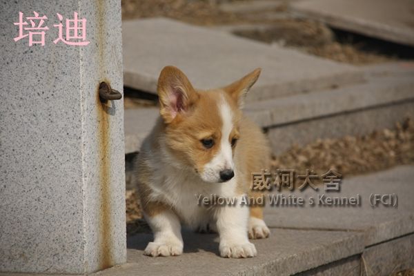 培迪
