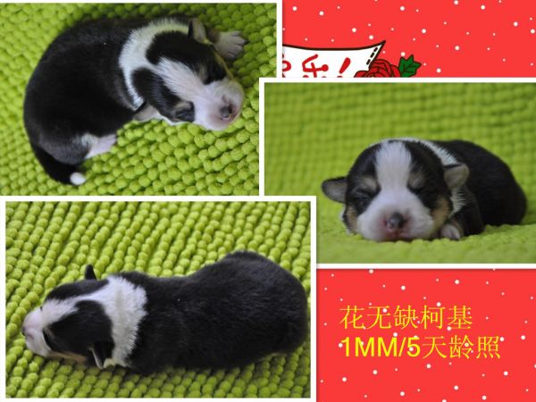 initpintu_1副本.jpg