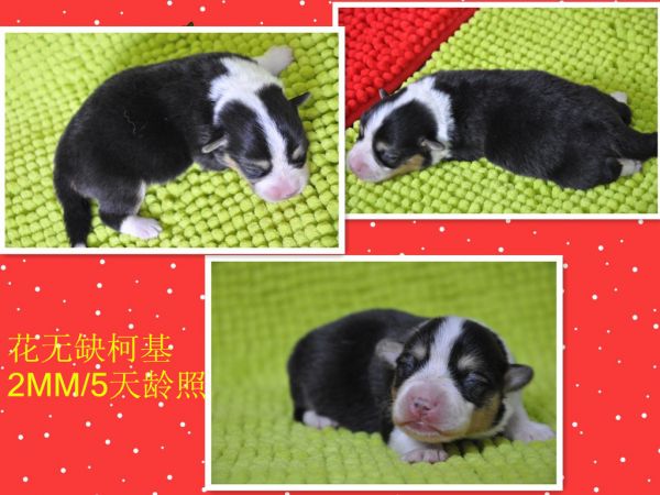 initpintu_3副本.jpg