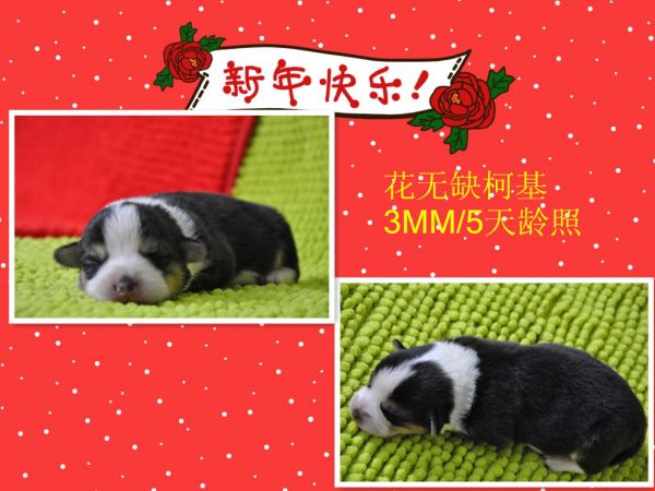 initpintu_4副本.jpg