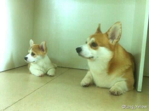 nibby与爸爸Fiyero