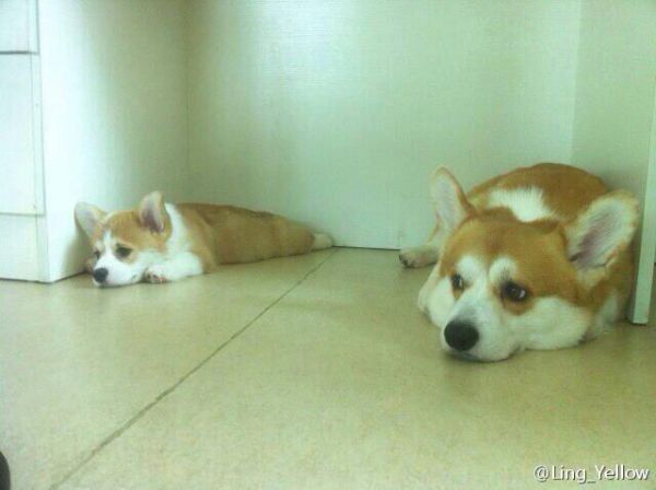 nibby与爸爸Fiyero