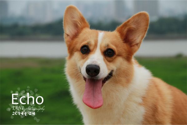 Echo拷贝.jpg