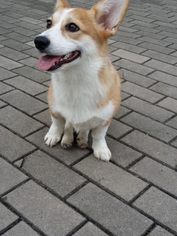 20141101_081146 (600x800) (600x800).jpg