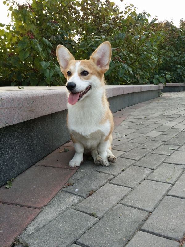 20141108_081056 (600x800) (600x800).jpg