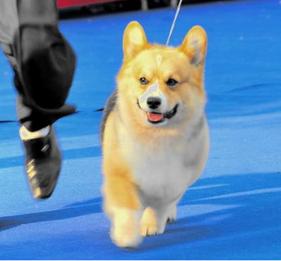 翁奇.png