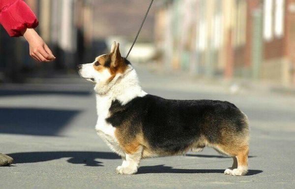 爸爸