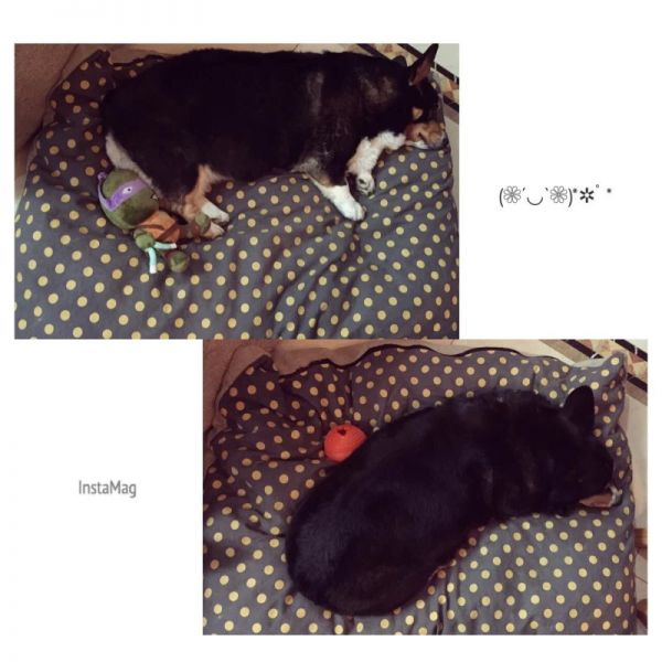 小香猪.jpg