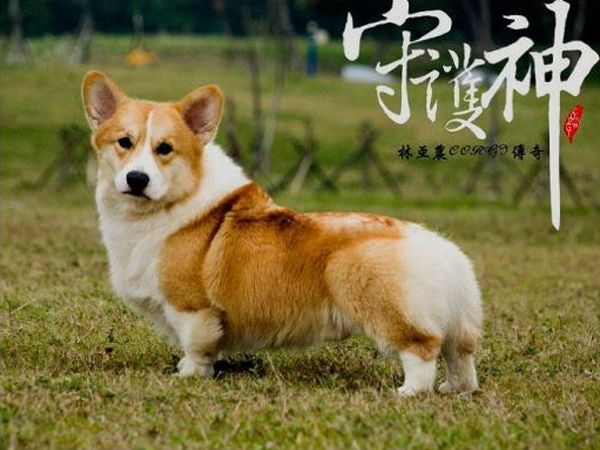 爸爸