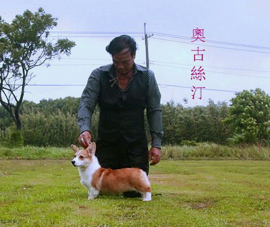 本犬