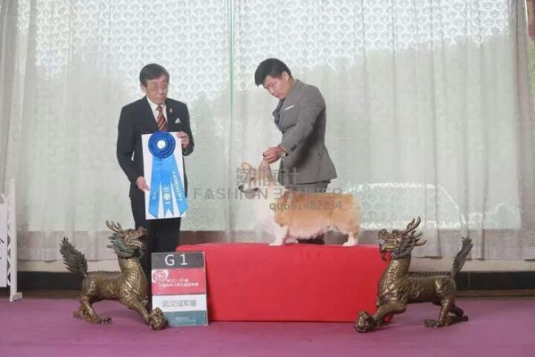 旺财A2.jpg