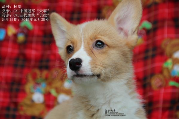 柯基母一号（2015年一月出生）_副本.jpg