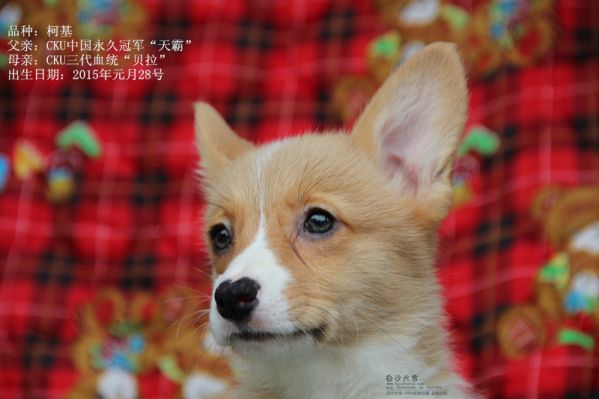 柯基母一号（2015年一月出生）1_副本.jpg