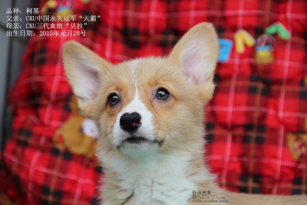 柯基母一号（2015年一月出生）2_副本.jpg