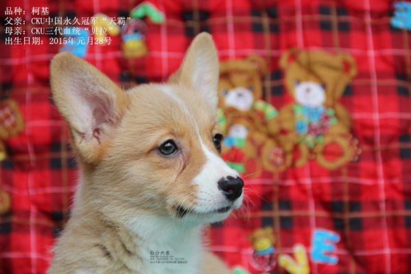 柯基母一号（2015年一月出生）3_副本.jpg