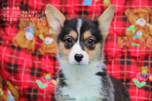 柯基母二号（2015年一月出生）1_副本.jpg