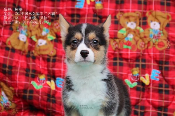 柯基母二号（2015年一月出生）2_副本.jpg