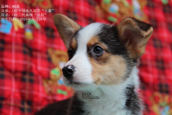 柯基公二号（2015年一月出生）1_副本.jpg