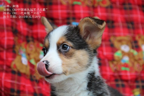 柯基公二号（2015年一月出生）2_副本.jpg