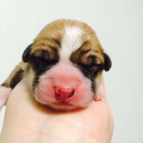 1dd.jpg