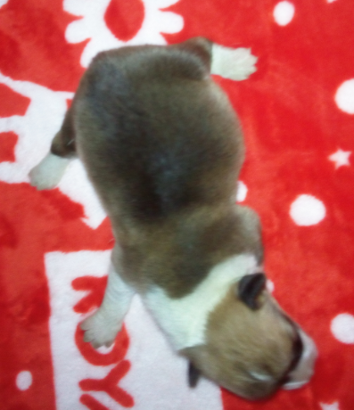 弟弟2