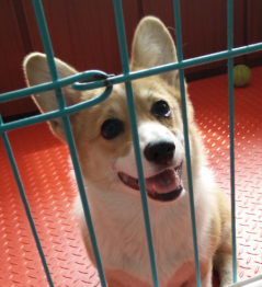 布兰妮1.png