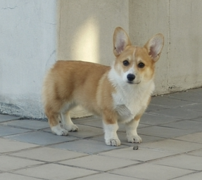 布兰妮3.png