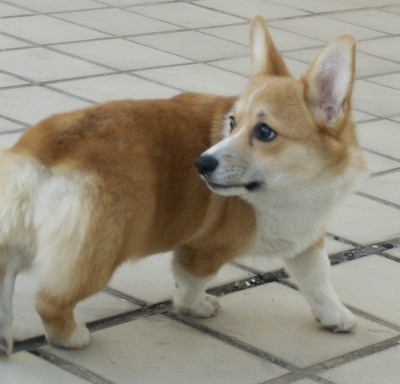 布兰妮.png