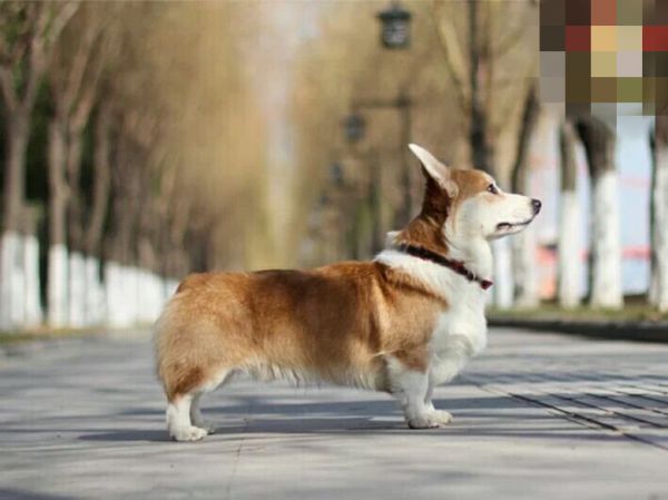 爸爸