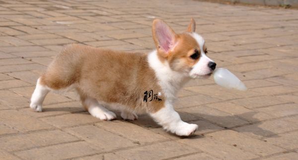 STEL_副本.jpg
